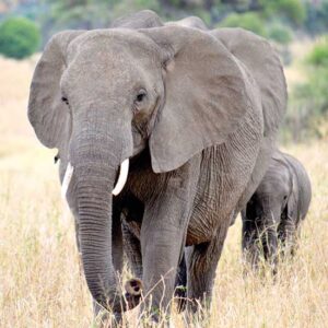 Signs of Intelligent Life